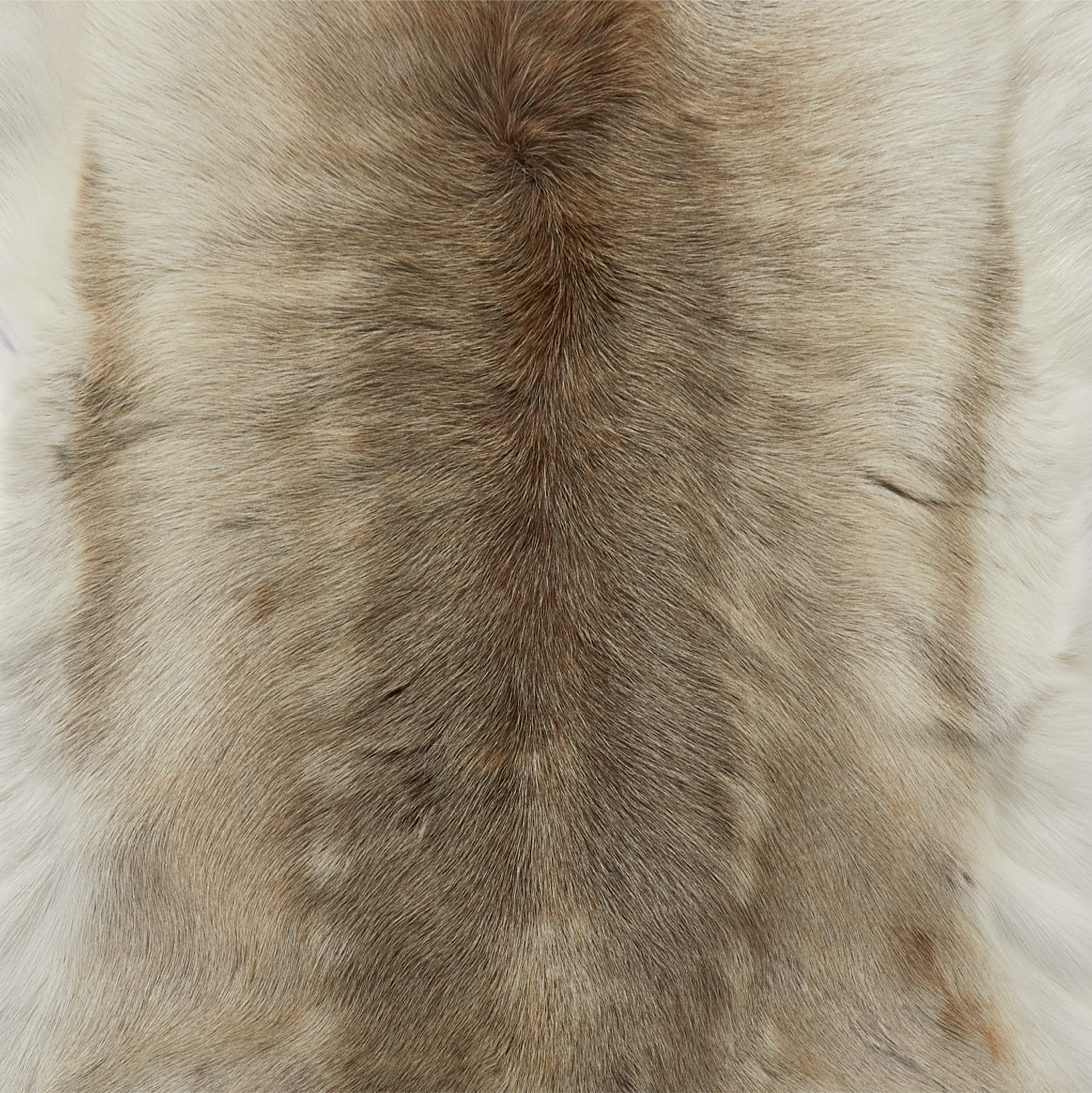 Light Coloured Reindeer Hide