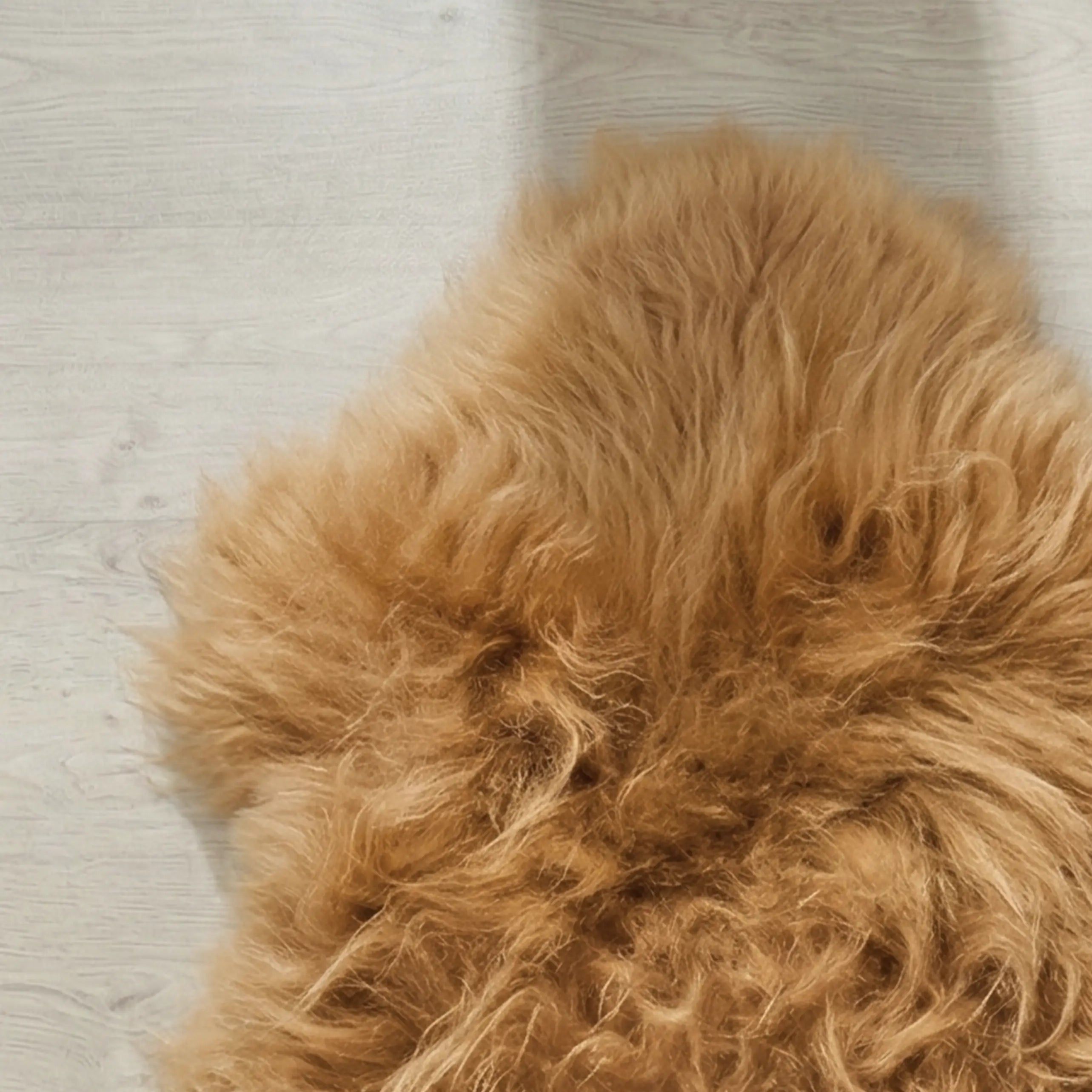 Cappuccino Icelandic Sheepskin Rug