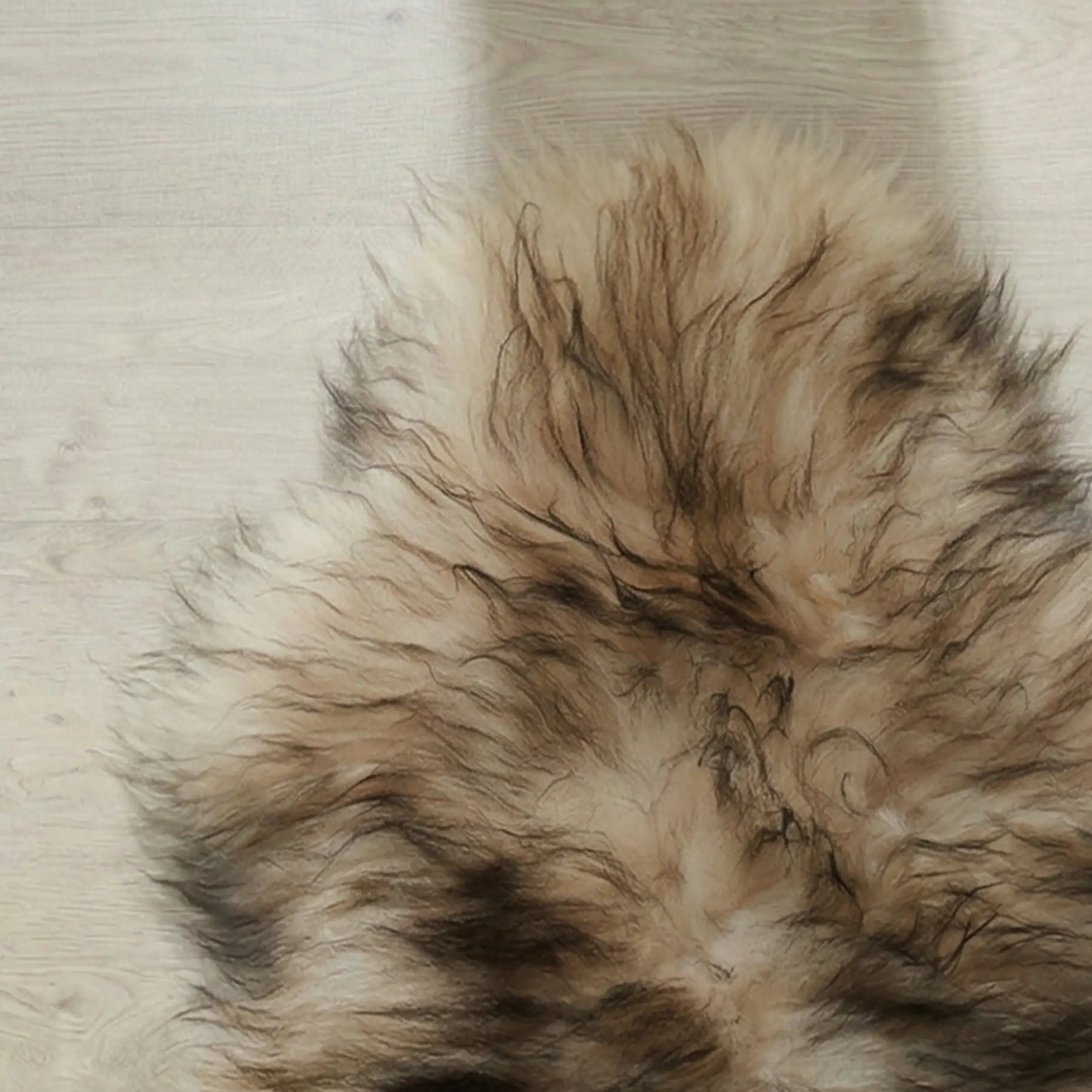 Black Tipped Icelandic Sheepskin Rug
